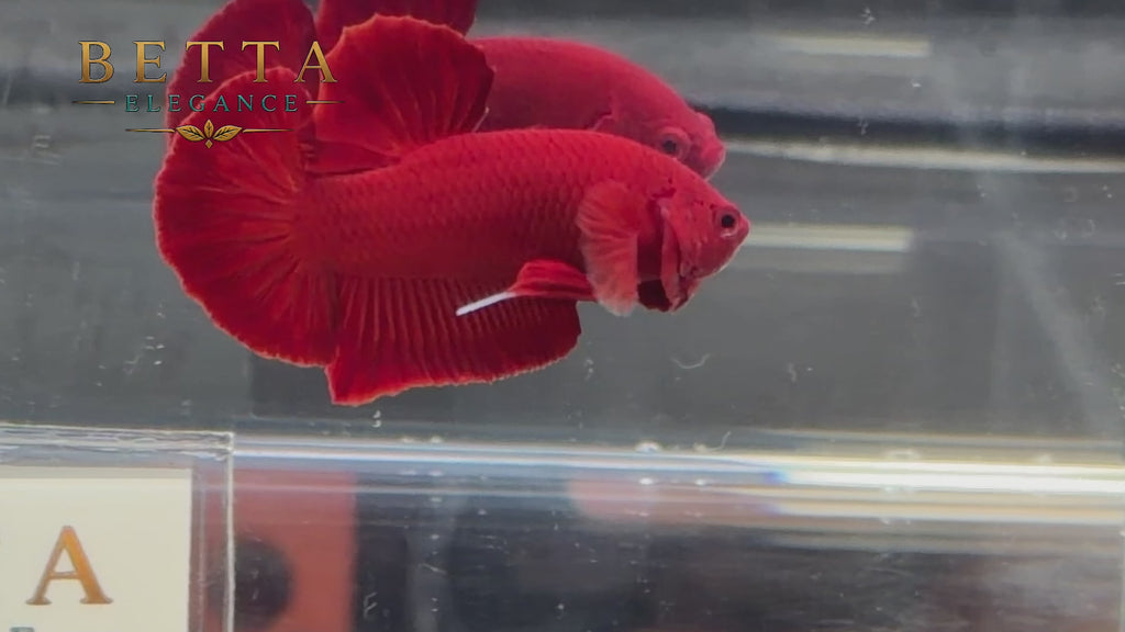 LIVE MALE BETTA / Super Red HMPK #ML1242