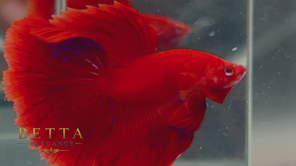 LIVE MALE BETTA / SUPER RED HALFMOON  #ML1203