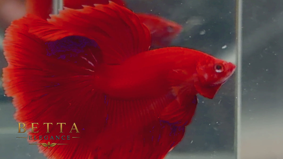 LIVE MALE BETTA / SUPER RED HALFMOON  #ML1203