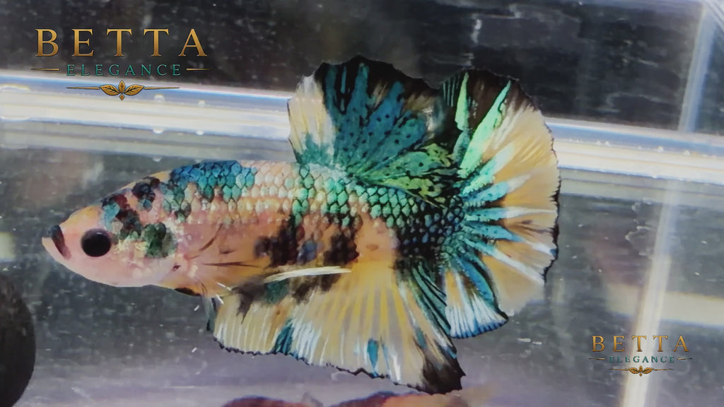 LIVE MALE BETTA / YELLOW FANCY HMPK #ML1210
