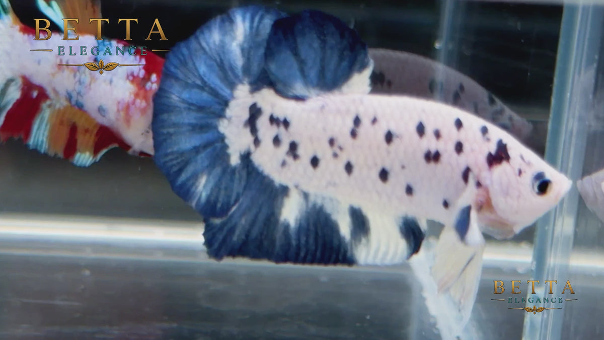 LIVE MALE BETTA / BLUE RIM MILK COW HMPK #ML1214