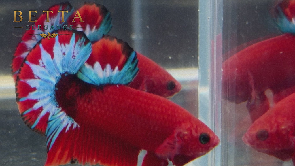 EXOTIC LIVE MALE BETTA / HELLBOY BLUE STAR HMPK #ML1230