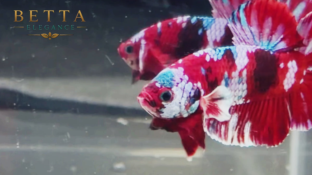 LIVE MALE BETTA / RED GALAXY HMPK #ML1250
