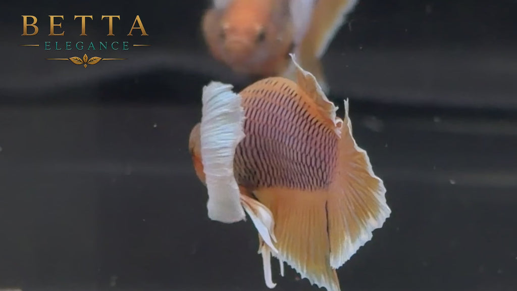 LIVE MALE BETTA / PINEAPPLE DUMBO HMPK #ML1249