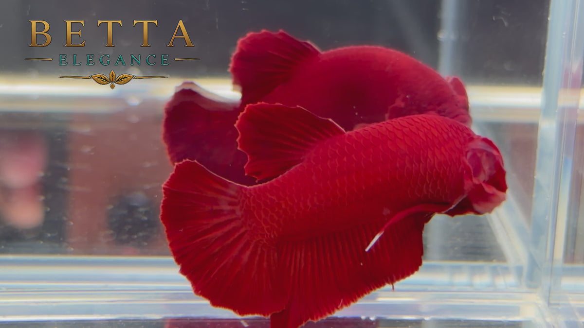 LIVE MALE BETTA / SUPER RED HMPK #ML1226