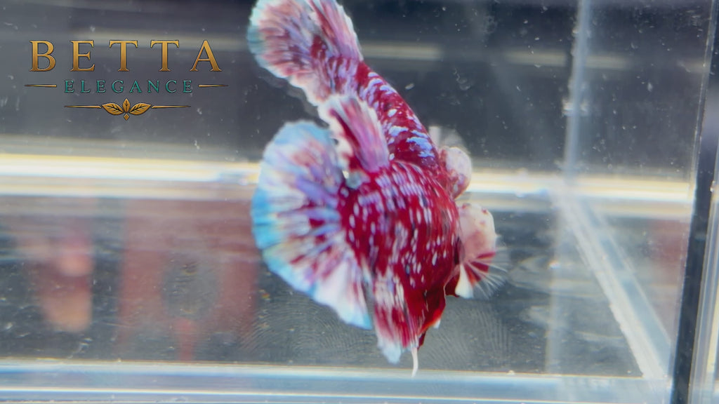 LIVE MALE BETTA / RED GALAXY KOI HMPK #ML1224