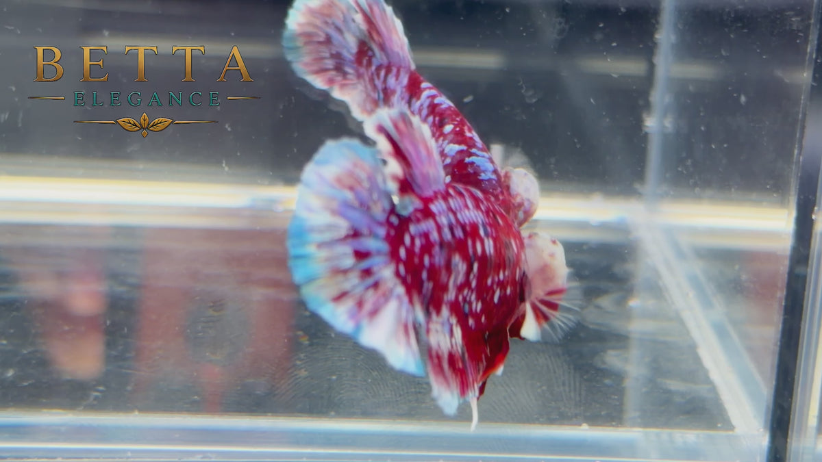 LIVE MALE BETTA / RED GALAXY KOI HMPK #ML1224