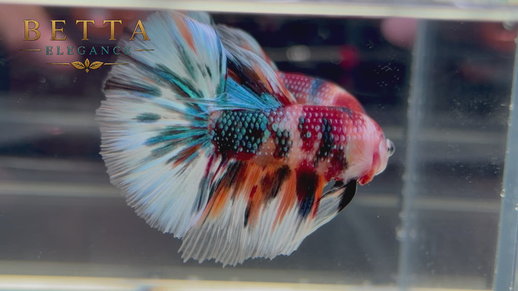 LIVE MALE BETTA / NEMO GALAXY METALLIC HALFMOON #ML1221