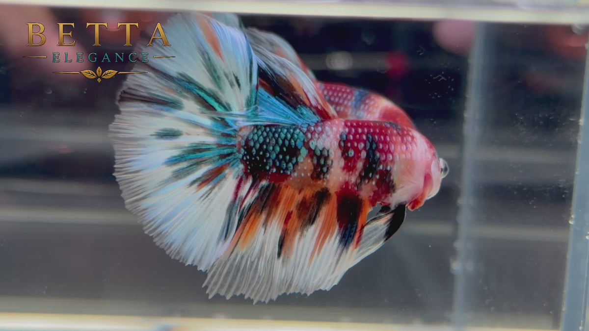 LIVE MALE BETTA / NEMO GALAXY METALLIC HALFMOON #ML1221