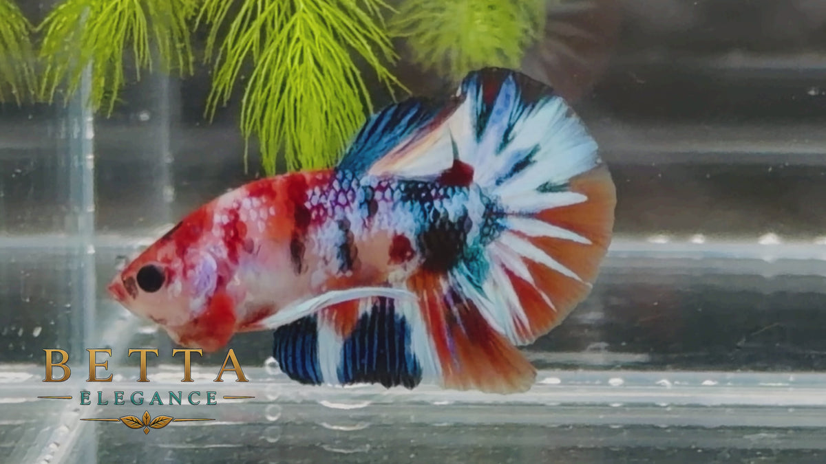 LIVE MALE BETTA / NEMO GALAXY METALLIC HMPK #ML1205