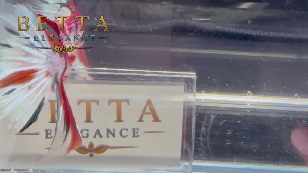 LIVE MALE BETTA / NEMO GALAXY HALFMOON #ML1228