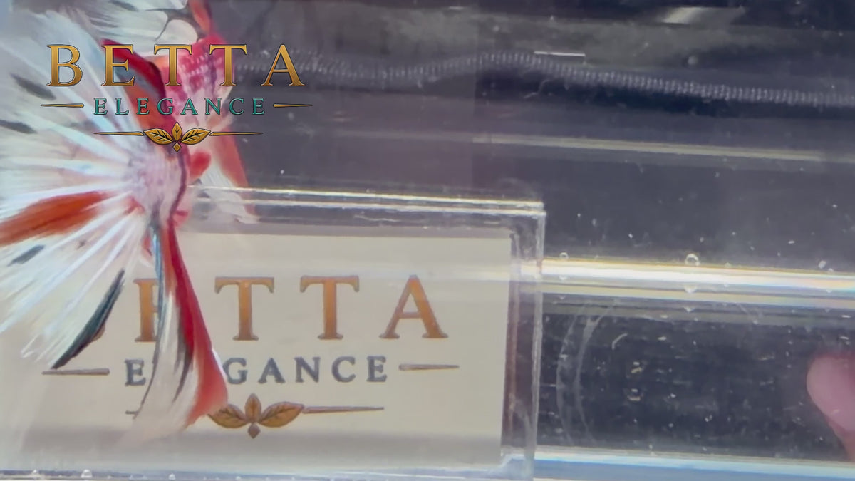 LIVE MALE BETTA / NEMO GALAXY HALFMOON #ML1228