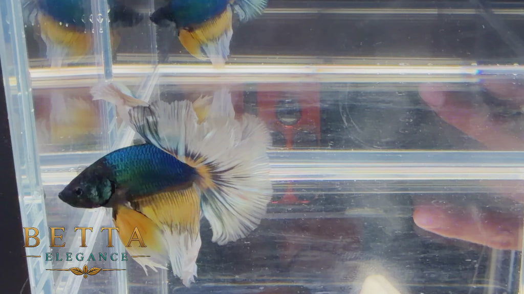 LIVE MALE BETTA / MUSTARD GAS BUTTERFLY HALFMOON #ML1222