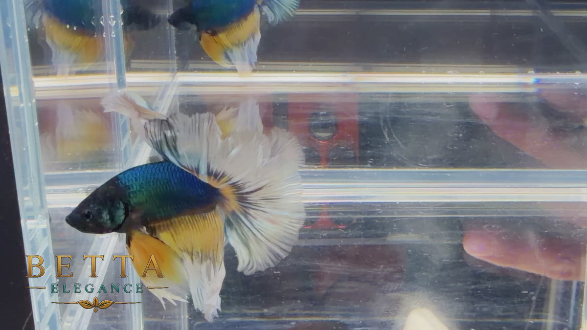 LIVE MALE BETTA / MUSTARD GAS BUTTERFLY HALFMOON #ML1222