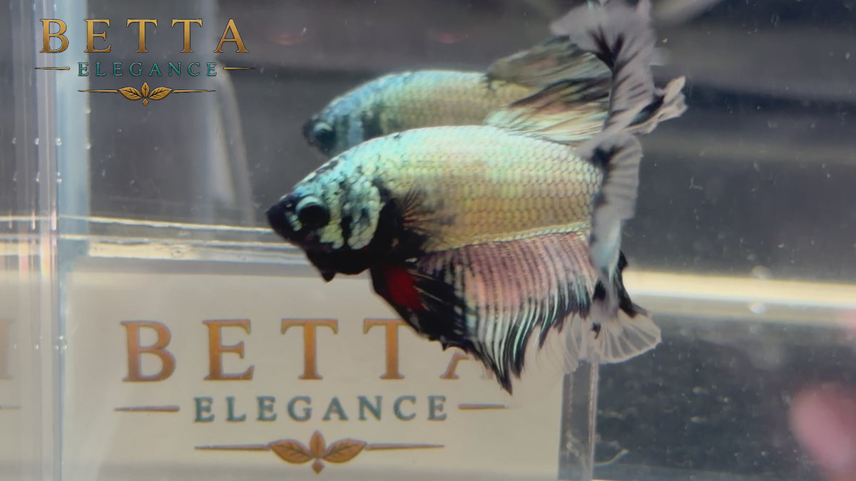 LIVE MALE BETTA / BLACK COPPER HALFMOON #ML1231