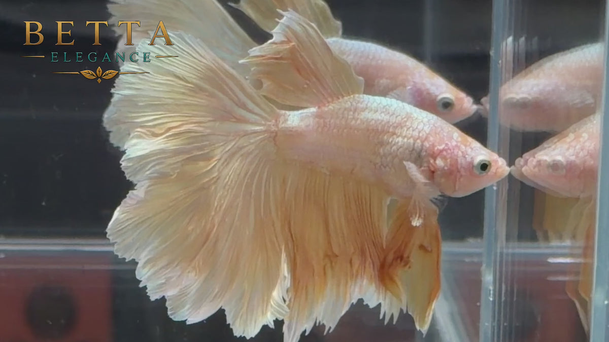LIVE MALE BETTA / SUPER GOLD ROSETAIL #ML1247