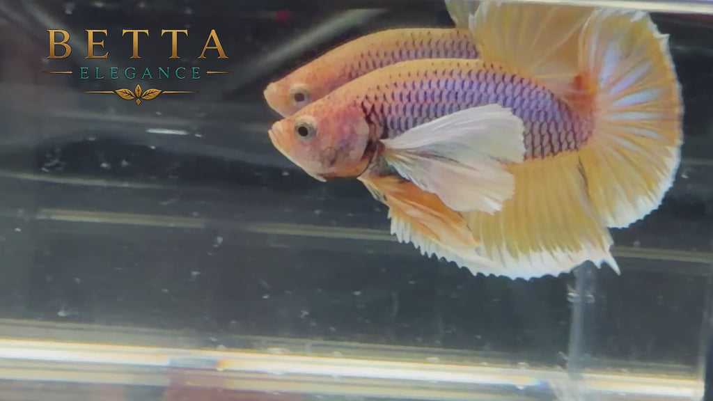 LIVE MALE BETTA / PINEAPPLE DUMBO HMPK #ML1225